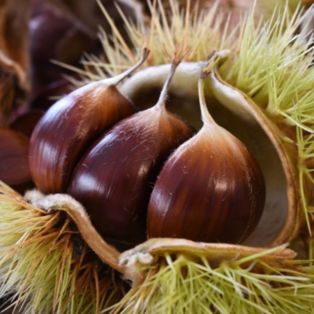Decompressione del bacino e vitalità pelvica